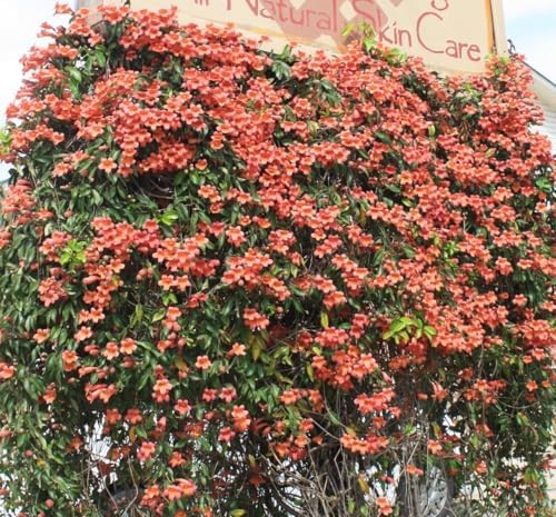 Tangerine Beauty Crossvine (Bignonia capreolata) Live Plants – Pack of 2 – Vibrant Orange Trumpet-Shaped Blooms – Climbing Vine for Trellises & Fences – Ideal for Containers - Image 7