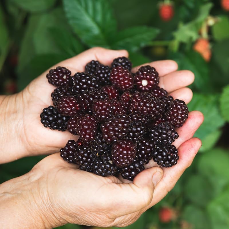 BlackBerry Plants Sweetie Pie (4 Pack) Live for Sale | Easy to Grow Plants | Edible Fruit Plant for Sustainable Living | Grow Your own Food on Your Organic Garden | Live for Planting | - Image 2