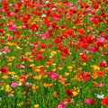 Eden Brothers Poppy Power Flower Mixed Seeds for Planting, 10 lb by EdenBrothers