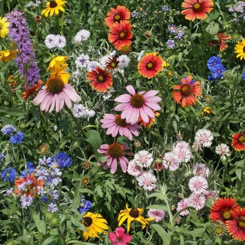 Eden Brothers Native Northeast Wildflower Seed Mix, 1/4lb, 17 Wild Flower Seed Varieties, 100% Pure Seed No Fillers,Bulk Wildflower Seeds for Planting Outdoors,Attracts Pollinators & Hummingbirds by EdenBrothers