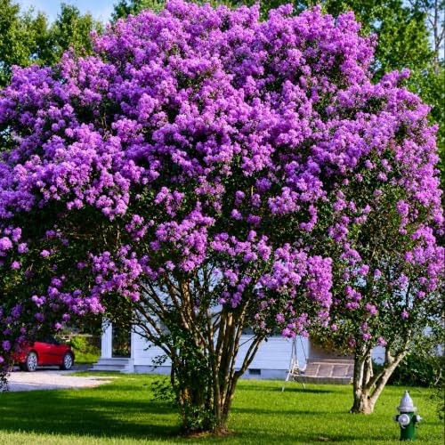 Purple Crape Myrtle Tree/Shrub - 6-12" Tall Live Plant - Image 4
