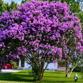 Purple Crape Myrtle Tree/Bush - 6-12" Tall Live Plant by Unknown