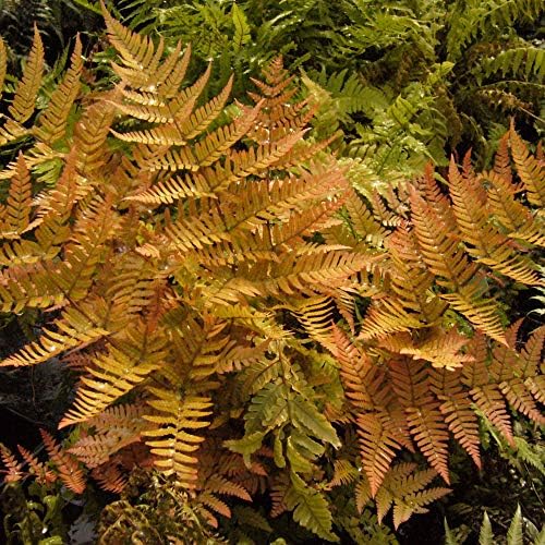 Perfect Plants Autumn Fern, 1 Gallon, Live Perennial - Image 5