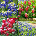 1100+ Texas Bluebonnet Seeds for Planting - Annual Lupinus Texensis, Heirloom Drought-Tolerant Wildflower Seeds Attracts Pollinators by WivolibeSeeds