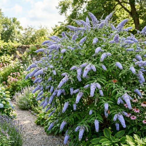 Light Blue Butterfly Bush Live Plant, Border Flower Shrub, 4-6 Inch Tall - Image 4
