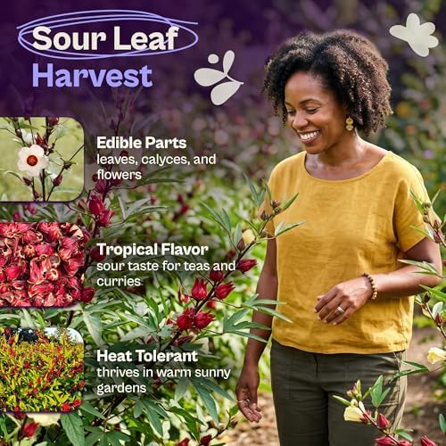SVI 50 Asian Sour Leaf Roselle Seeds (Hibiscus sabdariffa) – Edible Roselle Hibiscus Flowers Seed Packets, Red Sorrel Garden Seed – Perennial Heirloom Vegetable Seeds Outdoor Garden, Containers - Image 3