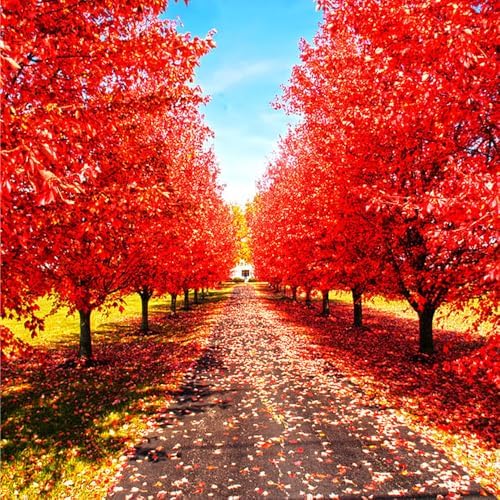 29+ Bonsai Red Maple Tree Seeds for Planting,Dwarf Red Japanese Maple Seeds,Acer Palmatum Shade Tree Seed Shade & Ornamental Trees Fast Growing for Farms & Patio Outdoor Garden - Image 6