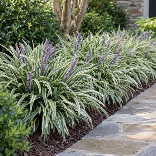 3 Variegated Liriope Live Plants Monkey Grass Liriope (3 Pack) - Image 5