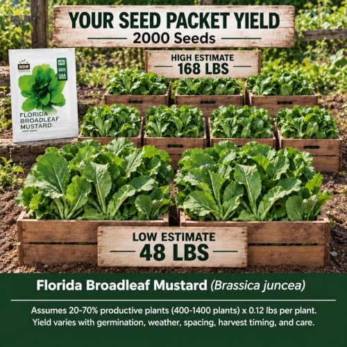 2000 Mustard Greens Seeds for Planting - Heirloom, Florida Broadleaf - Image 2