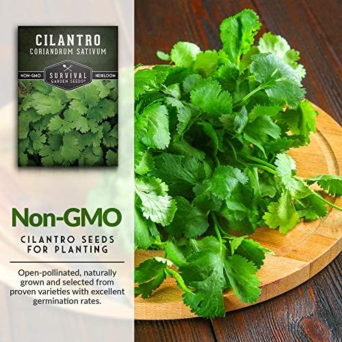 Cilantro Seeds for Planting - Heirloom Coriander Seed (1 Pack) - Image 3