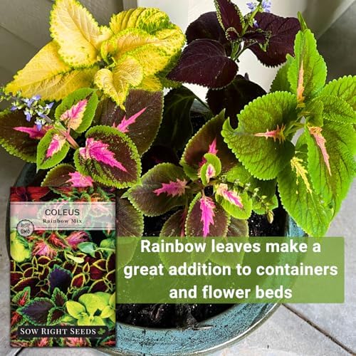 Sow Right Seeds- Rainbow Coleus Seeds for Planting Indoor Shade Flowers 2pk - Image 5