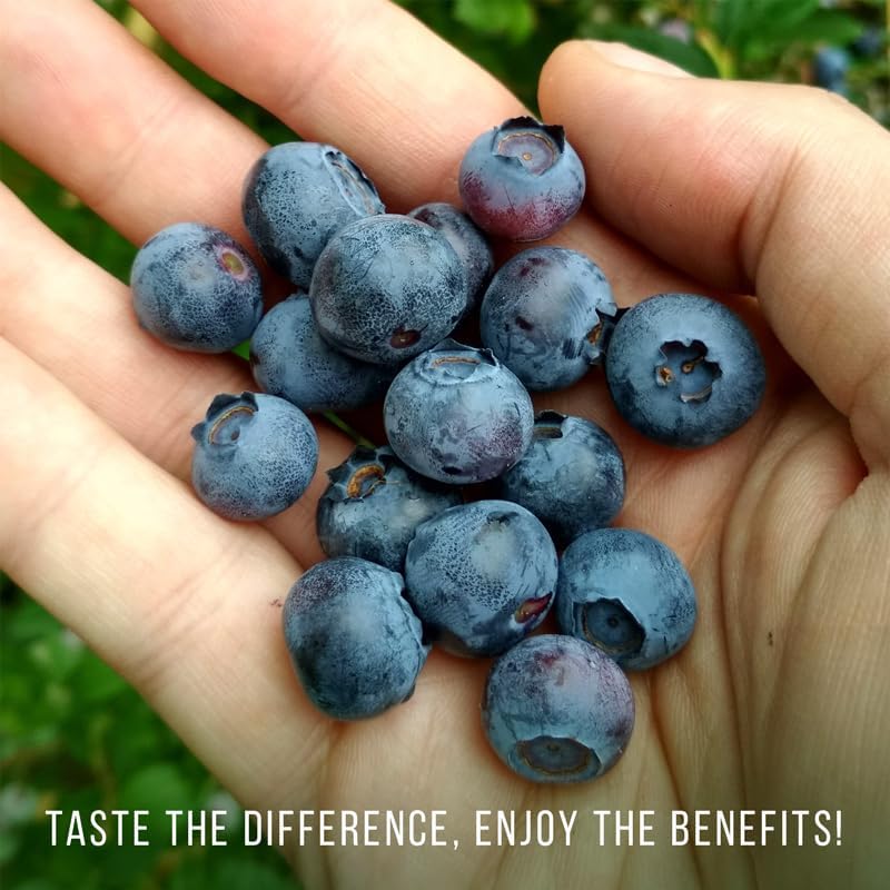 Pink Lemonade Blueberry (Reka) - Image 2