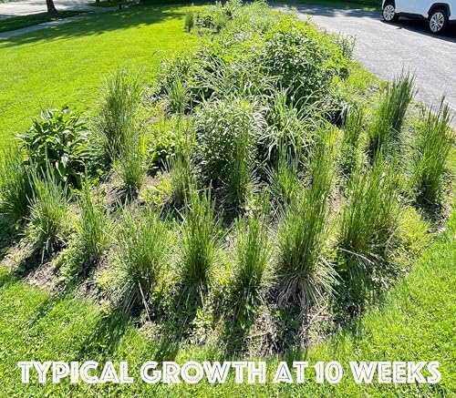 32 Live Outdoor Native Plants for Full Sun to Support Monarch Butterflies– Includes Purple Coneflower, Wild Bergamot, Butterfly Weed & More – Not Seeds – 4–8” Tall on Arrival – Easy to Grow Perennials - Image 6