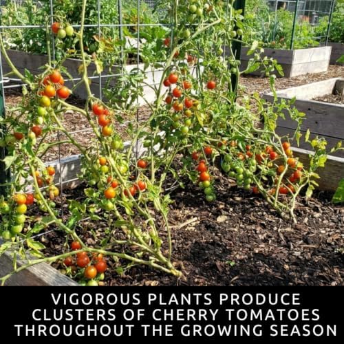 100 Premium Non-GMO Seed Collection, Cherry Tomato - Image 6