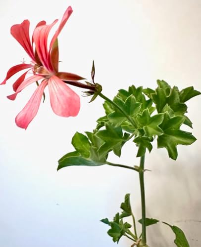 Set of 2 Live Ivy Geranium -Pelargonium Peltatum, Climbing Ivy Leaves with Pink Flowers, 2 Fully Rooted Plants 6-12" Long, Options of Single-Layer or Multi-Layer Petals - Image 4