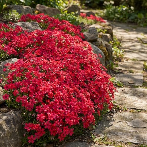 2 Red Creeping Phlox Live Plants, Perennial Flower Plant, 4-7 Inch Tall - Image 5