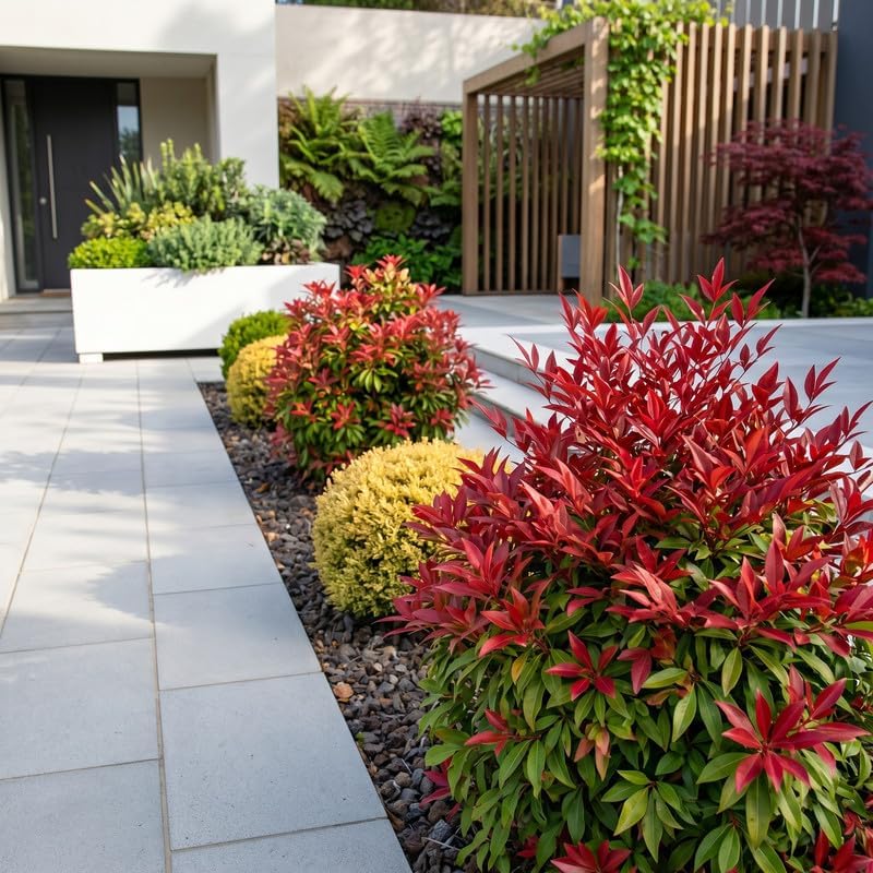 1 Harbor Dwarf Nandina Live Plant (Nandina Domestica), 6-8" Tall in Quart Pot, Low Maintenance, Compact Evergreen Shrub with Red Seasonal Foliage, Ideal for Garden & Landscape - Image 5