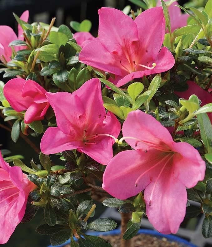 From You Flowers Pink Azalea Bonsai Tree in Ceramic Planter - Live Flowering Bonsai Plant Delivered for Birthday, Anniversary & Home Decor - Image 2