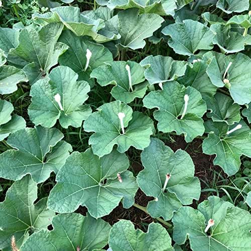 Bushel Basket Gourd Seeds (Lagenaria siceraria) 10 Seeds (3 g) - Huge Gourds for Crafts by Smoke Camp Crafts - Image 6