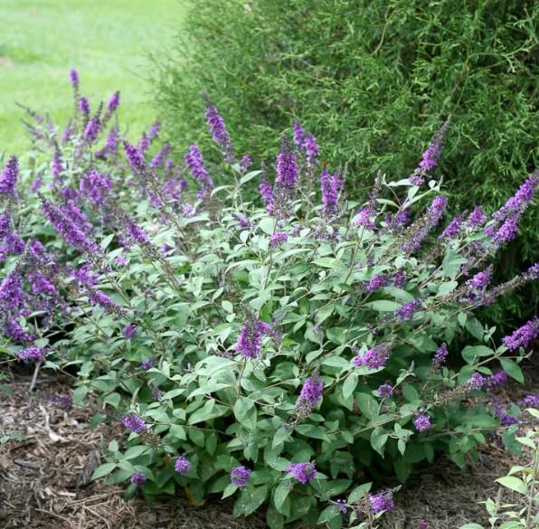 Lo & Behold 'Blue Chip Jr.' Dwarf Butterfly Bush (Buddleia) Live Shrub, Blue-Purple Flowers, 3 in. Pot - Image 4