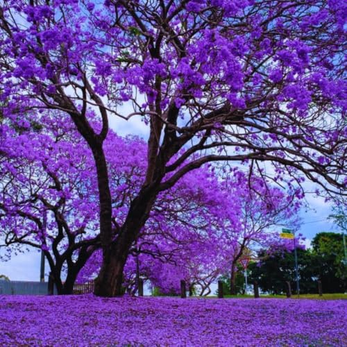 Blue Jacaranda Tree Live Plant, Flowering Tree, 5-7 Inch Tall by HILROQG