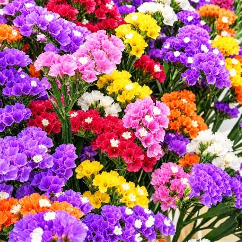 Statice Mixed Seeds for Planting, Limonium sinuatum, Heirloom Non-GMO Sea Lavender Flower Seeds, High Germination Colorful Annual Cut Flower for Dried Bouquets Borders and Cottage Gardens, 1000 Count - Image 6