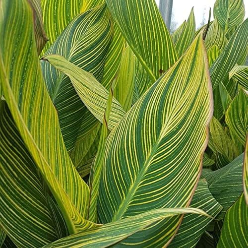 Canna ‘Pretoria’, a Great Live Pond Plant for Your Water Garden. Filters koi and Goldfish Pond. Good for Bogs, Plant Shelf or Shallow Water This marginal Aquatic is a Real Beauty - Image 4