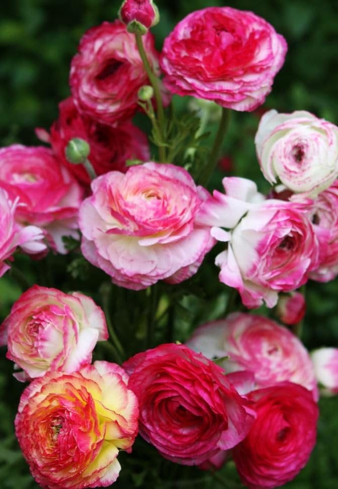 Mixed Peony Ranunculus Bulbs- Persian Buttercup -10 Corms Bulbs Flowering Blooms Perennial Bulbous Root Garden Plant (Picotee Pink) - Image 5