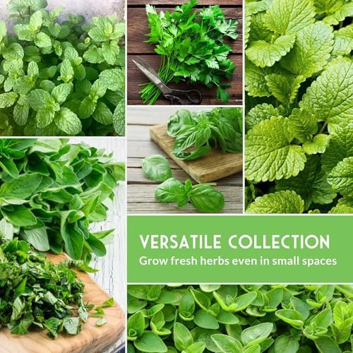 Indoor Herb Seeds Variety Pack - 10 Herbs for Planting - Image 4