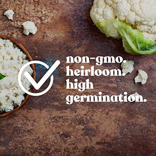 Mountain Valley Seed Co Cauliflower Seeds All Year Round 0.25 Oz ~2,250 - Image 3