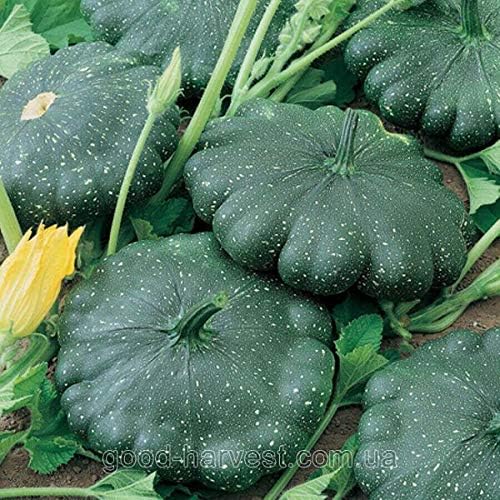 Seeds Vegetable Black Patty Pan Squash Scallop Zucchini - 5 Seeds - Image 6