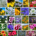 Mountain Valley Seed Co Pacific Northwest Wildflower Seeds - 1 Lb by MountainValleySeedCompany