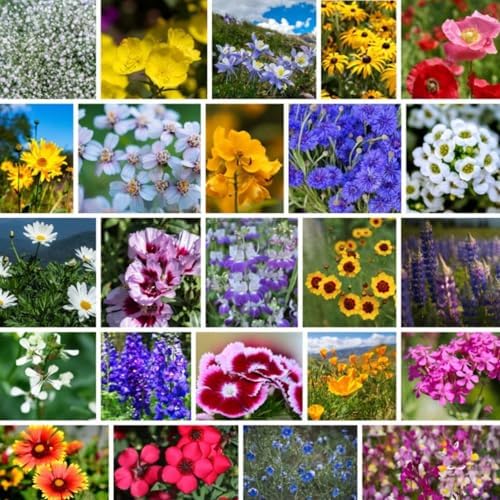 Mountain Valley Seed Co Pacific Northwest Wildflower Seed Planting - 4 Oz by MountainValleySeedCompany