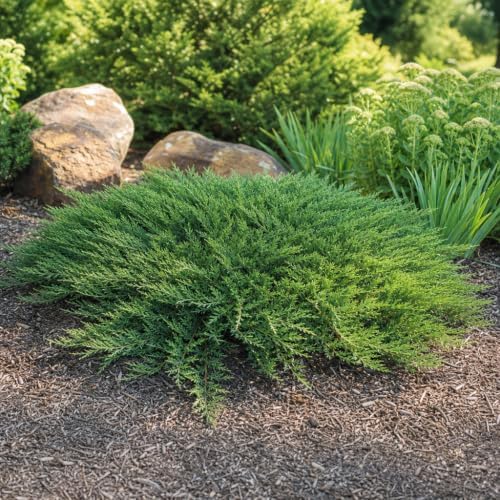 Monna Juniper Sierra Spreader | 2 Live Gallon Size Plants | Juniperus Chinensis | Evergreen Cold Hardy Drought Tolerant Groundcover - Image 4