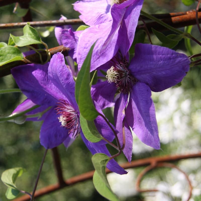 Light Purple Clematis Vine Plant, Clematis Vine Plants Live in 2.5 Inch Pot - Image 4