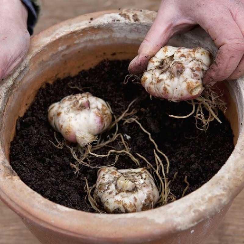 Eden Brothers Oriental Lily Bulbs - Stargazer - Image 3