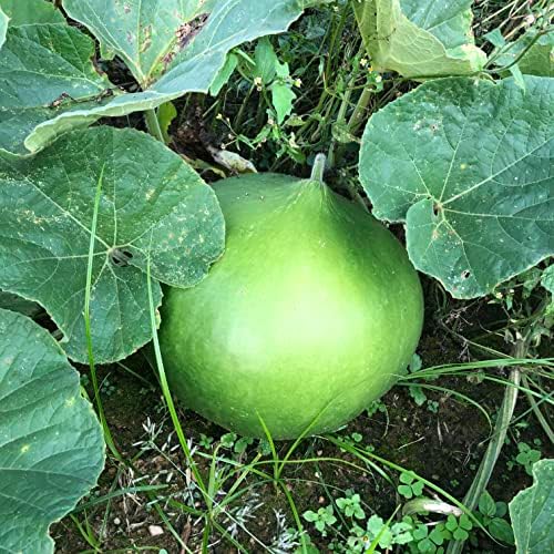 Bushel Basket Gourd Seeds (Lagenaria siceraria) 10 Seeds (3 g) - Huge Gourds for Crafts by Smoke Camp Crafts - Image 5
