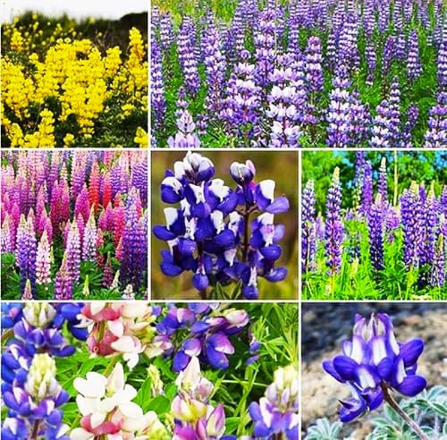 Mixed Lupines Seeds with Many Colors, 250 Seeds by MardeRossCompany