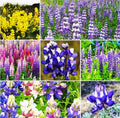 Mixed Lupines Seeds with Many Colors, 250 Seeds by MardeRossCompany