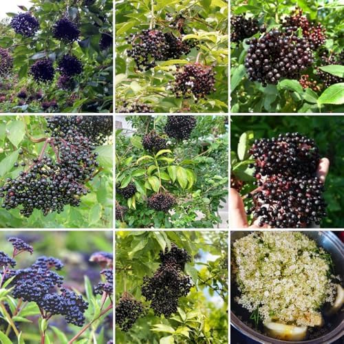 3 Black Elderberry Live Plants, Cold Hardy Berry Bush, 6-12 Inch Tall - Image 6