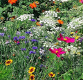 Low Rainfall, Dry Area Wildflower Seed Mix - 13 Varieties of Annuals and Perennials by MardeRossCompany