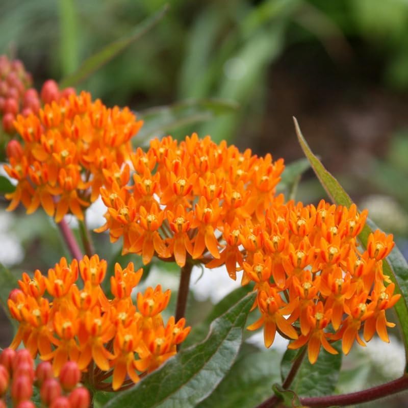 4 Orange Milkweed Asclepias Live Plants, Native Flower Plant, 4-9 Inch Tall - Image 4