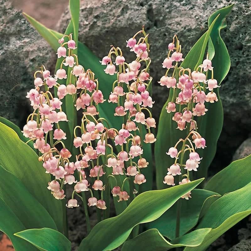 Votaniki Pink Lily of the Valley Bare Root - Hardy Perennial, Bell Shaped & Fragrant Flowers | Spring Flowers, Convallaria Majalis VAR. 'Rosea', Easy to Grow (12 Pack) - Image 2