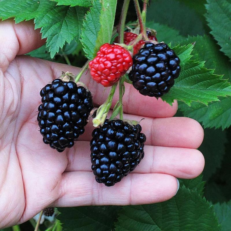 2 Triple Crown BlackBerry Live Plants, Thornless Berry Plant, 5-8" Tall - Image 5