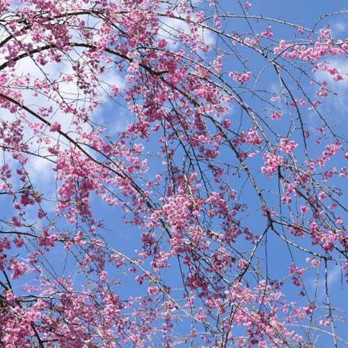 2 Weeping Cherry Tree Plant, 6-12 Inch Tall, Easy Care, Hardy Ornamental Flowering Cherry Tree, Ideal for Yard, Garden & Landscape - Image 6