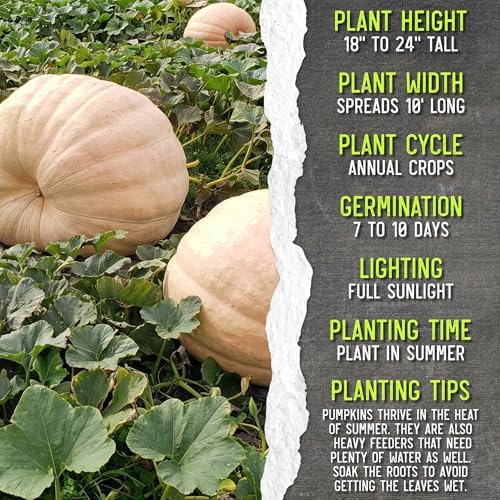 Seed Needs Pacific Giant Pumpkin Seeds to Plant Vegetables - 5 Packs - Image 7