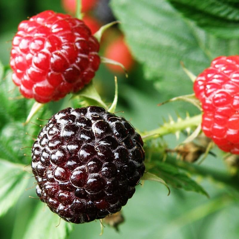 Black Raspberry Live Plant Potted 1-2 Years Old, Berry Bush - Image 3