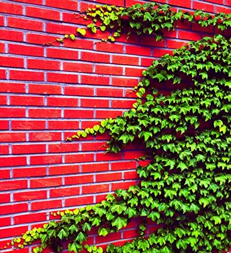 Boston Ivy Vine Seeds – 50 Easy-to-Grow Seeds for Lush Garden Coverage and Privacy - Decorative Climbing Vines for Gardens, Fences, Pergolas, and Walls by CZGrain