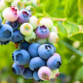 2 Biloxi Blueberry Live Plants, Backyard Berry Bush by AVERAR