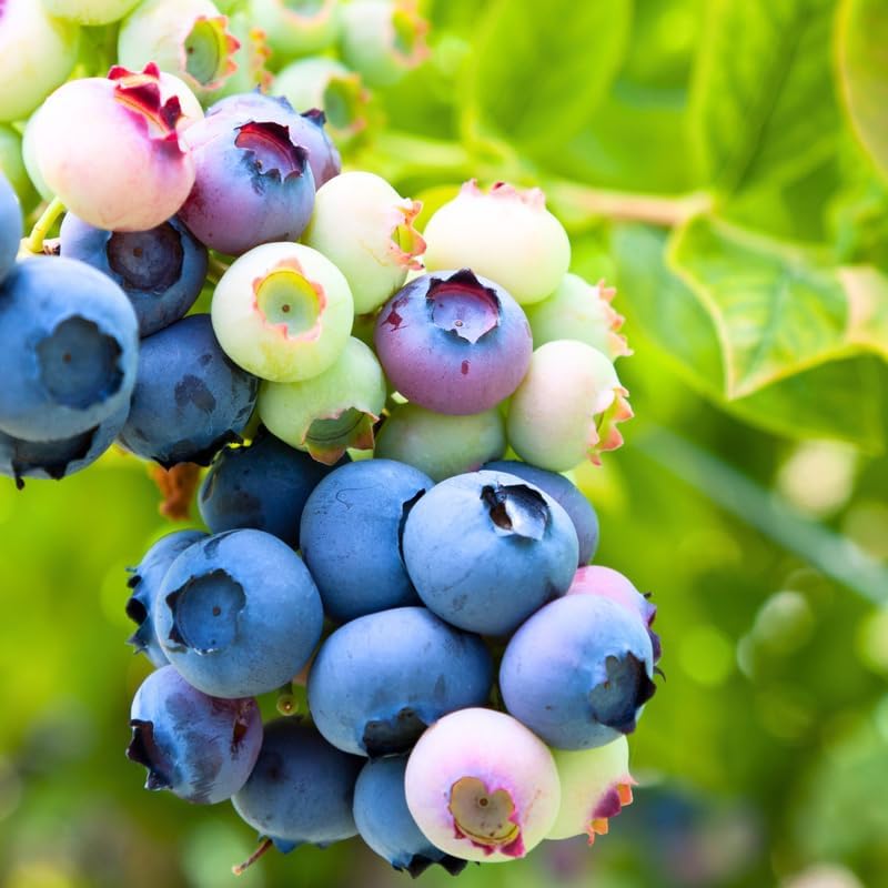2 Biloxi Blueberry Live Plants, Backyard Berry Bush by AVERAR